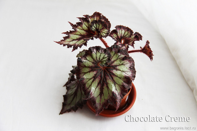 B. ‘Chocolate Creme’
